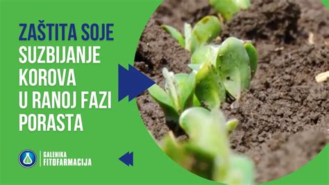 infografika: rastni cikel soje, od kalitve kličnih listov do razvoja strokov