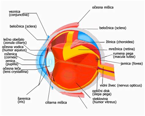 Infografika: Anatomija očesa in kako očala korigirajo vid
