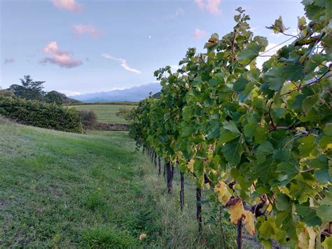Fotografija: Panoramski pogled na vinograd v Goričkem