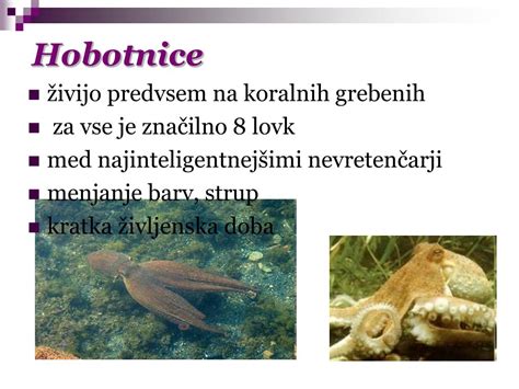 Ilustracija hobotnice s poudarkom na njenih osmih lovkah in obliki telesa