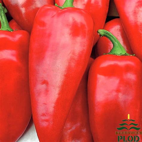 Zrela rdeča kapija paprika na rastlini
