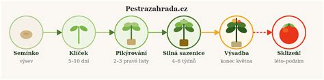 infografika: faze dozorevanja paprike