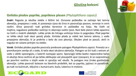 primerjalna infografika: razlika v obliki listov in stebel med pak choijem (žličasti listi, belo steblo) in kitajskim zeljem (podolgovata glava)