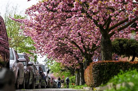 Tematsko fotografijo cvetočih češenj