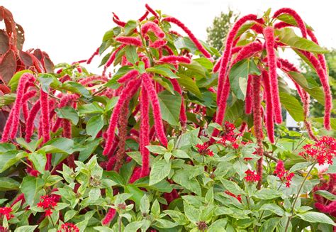 Fotografija vrste Amaranthus caudatus (lisičji rep) s povešenimi rdečimi socvetji