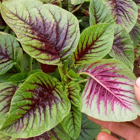 Fotografija pisanih listov Amaranthus tricolor