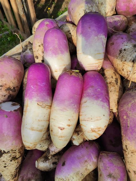 Surova repa, narezana na rezance, pripravljena za kisanje