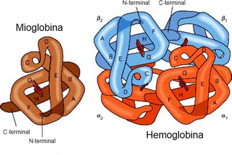 Infografika: Struktura mioglobina in interakcija s kisikom