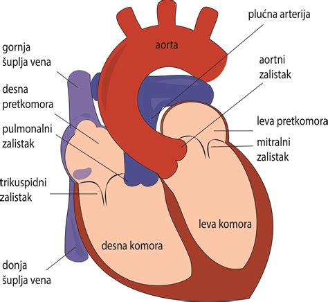 Shematski prikaz srca in krvnih žil z označenimi področji, na katera pozitivno vpliva rdeča pesa.