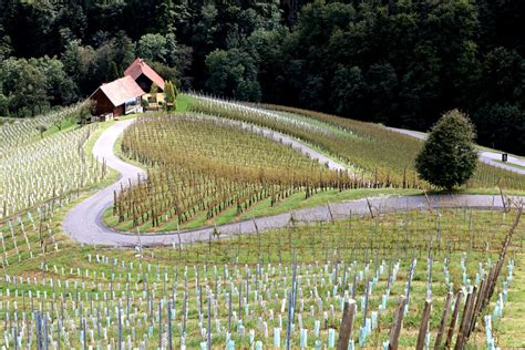 Slika slovenskih vinogradov jeseni, med trgatvijo