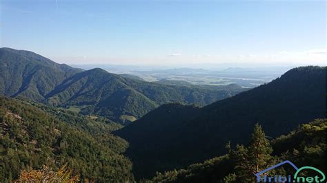 Panoramska slika toskanskih vinogradov in gričevja