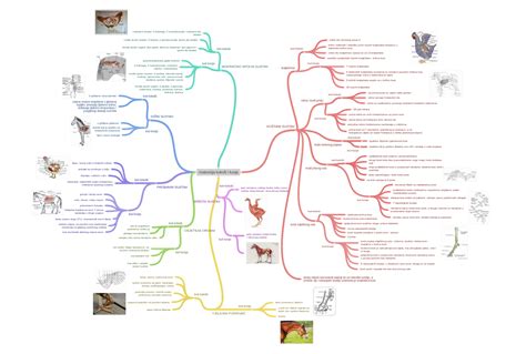Infografika: Anatomija kokoši in razlike med petelinom in kokošjo
