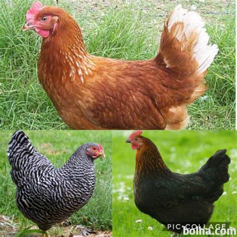 Fotografije različnih slovenskih križancev kokoši (Prelux-Č, Prelux-G, Prelux-R)