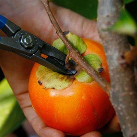 Photo of persimmon harvesting process
