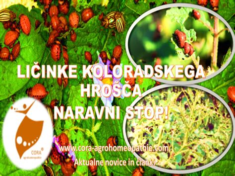 Fotografija: ročno odstranjevanje koloradskega hrošča in ličink