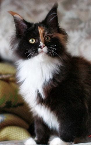 Fotografija mačke pasme Maine Coon