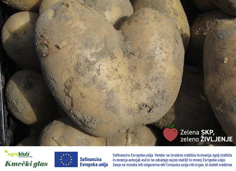 Infografika, ki prikazuje različne sorte krompirja in njihovo uporabo