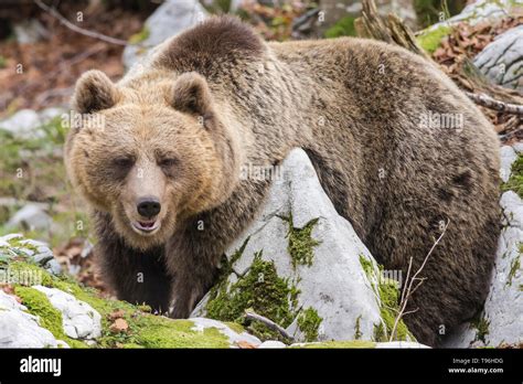 Photo of a brown bear in Slovenian forest