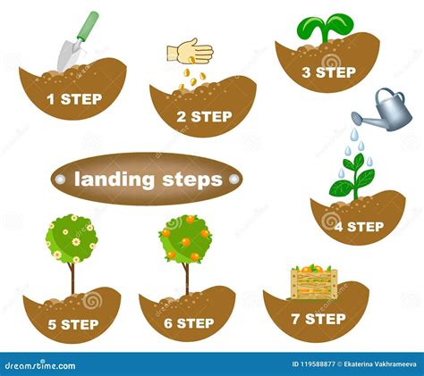 Infographic showing step-by-step planting of rutabaga.