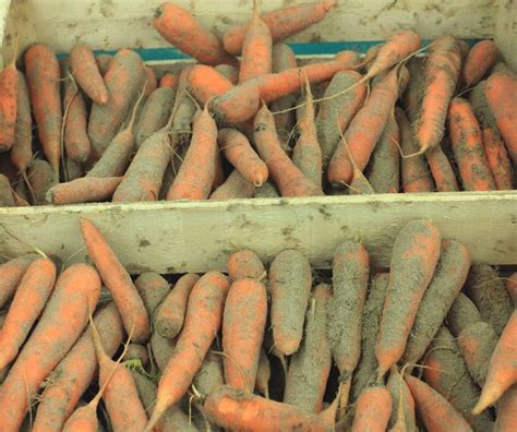 Photo illustrating properly stored rutabagas in sand.