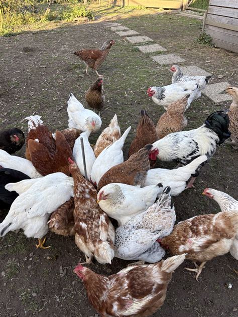 Fotografija ekoloških kokoši na izpustu