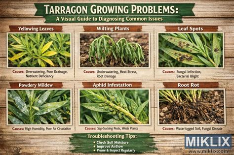 Infographic or detailed illustration of a tarragon plant with labels