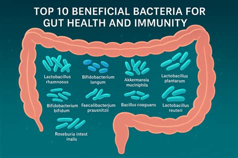 Thematic photo of a healthy gut with beneficial bacteria