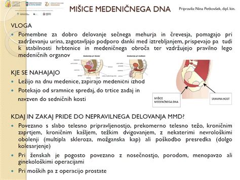 shema mišic medeničnega dna