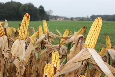 Slikovita pokrajina Koroške, kjer je ajda tradicionalna poljščina