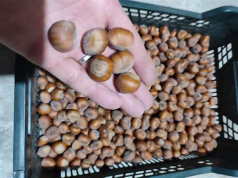 Ilustracija lešnikov v lupini in brez nje