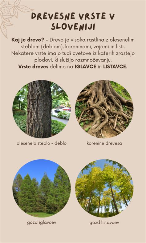 Infografika: Vrste zdravniških receptov in njihove značilnosti v Sloveniji