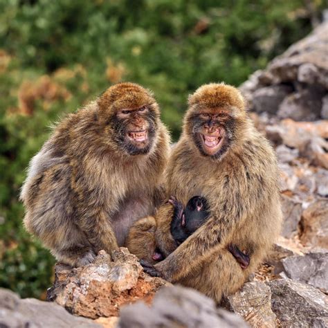 Berberski makak (magot) na Gibraltarski skali.