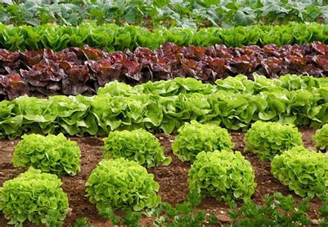 različne vrste zelenjave, pripravljene za sajenje