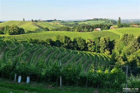 Ilustracija srednjeveškega gradu s kmetijskimi površinami in vinogradi v okolici