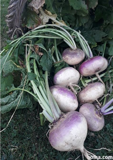 Sveža repa, pripravljena za kisanje