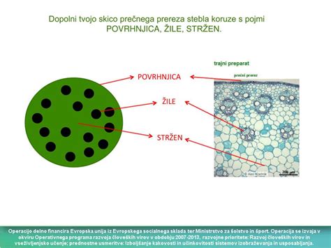 Shema prečnega prereza potice v potičniku