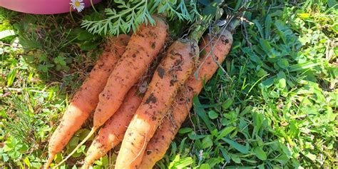 Sveže narezane bučke in korenje pripravljene za kuhanje