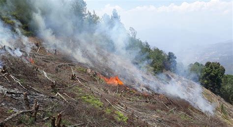 Ilustracija različnih odtenkov roza las.