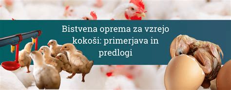 Infografika: Primerjava različnih načinov reje kokoši