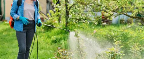 Tematska fotografija: Škropljenje rastlin z naravnim insekticidom
