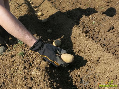 shema priprave tal za sajenje krompirja