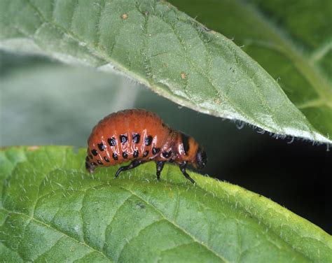 fotografija koloradskega hrošča na listu krompirja