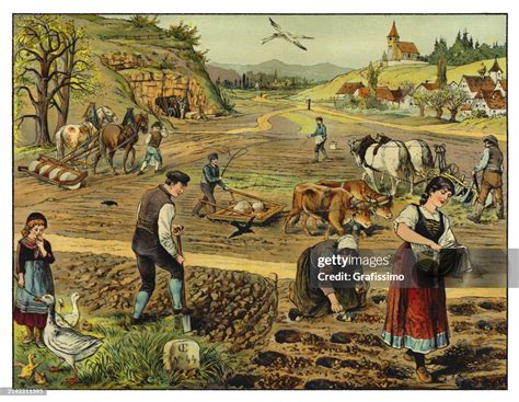 Historical illustration of farmers harvesting potatoes in Prekmurje