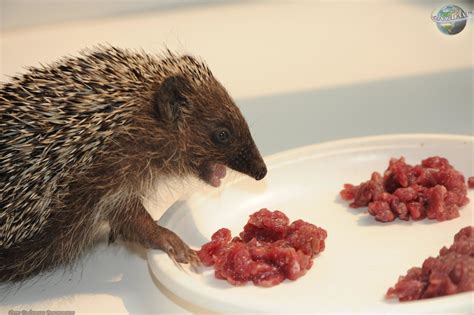 Mett v obliki ježka