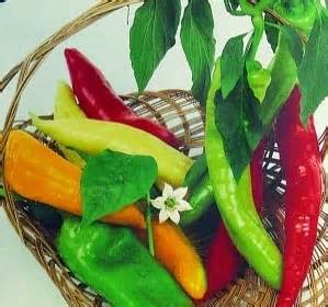 paprika v posodi na balkonu