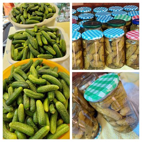 Sestavljena fotografija različnih vrst narezane zelenjave (zelje, paprika, korenje, kumare) v steklenih kozarcih za vlaganje