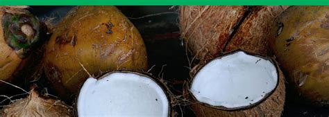 infografika o uporabi kokosovih vlaken v industriji in kmetijstvu