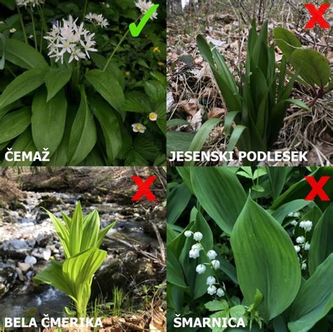 Informativna grafika: primerjava listov čemaža in strupenih rastlin (jesenski podlesek, šmarnica)