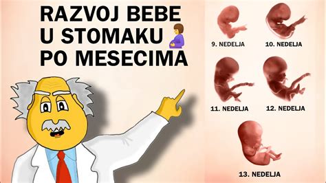 ilustracija razvoja ploda v maternici in poslušanja