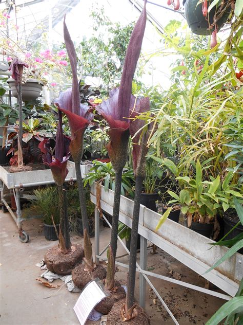 fotografija rastline Amorphophallus konjac s cvetom